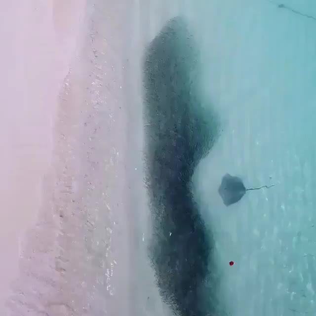 Stingray+looking+for+a+meal