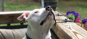 My+deaf+dog+watching+the+wind+chime.