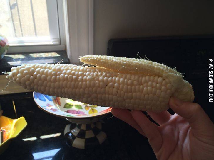 My+corn+on+the+cob+had+a+baby