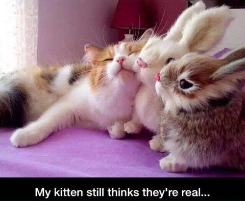 Fake+bunnies+can+be+good+friends+too