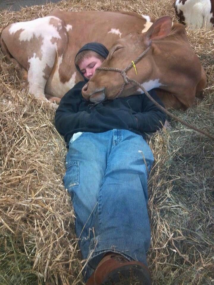 Cow+Snuggles