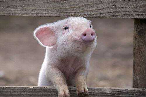 just+a+happy+pig