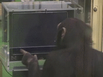 Brilliant+chimp