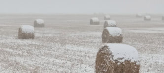 Frosted+Mega+Wheats+are+ready+for+harvest.