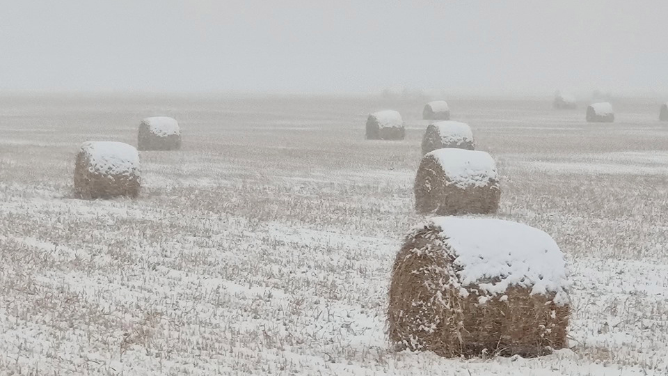 Frosted+Mega+Wheats+are+ready+for+harvest.
