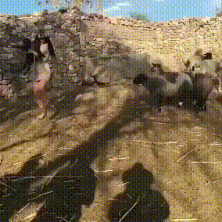 It%26%238217%3Bs+best+not+to+steal+baby+lambs%26%238230%3B