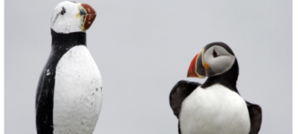 Puffins+just+trying+their+best