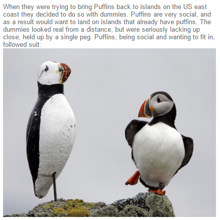 Puffins+just+trying+their+best