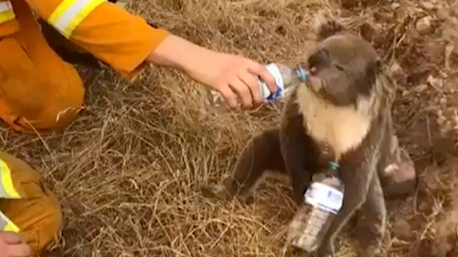 A+fireman+giving+a+koala+a+drink+after+it+escaped+the+bush+fires+in+NSW+Australia.