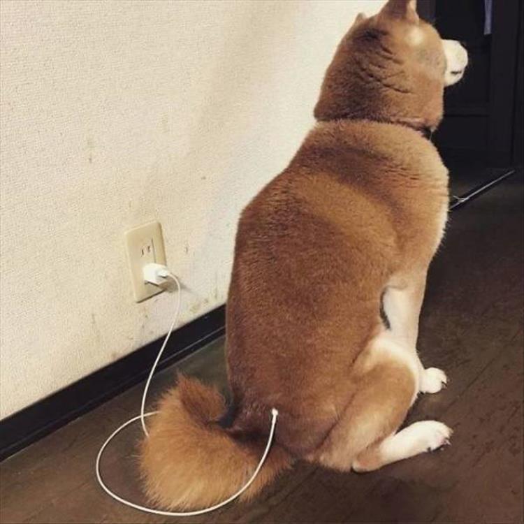 The+bork+must+charge.