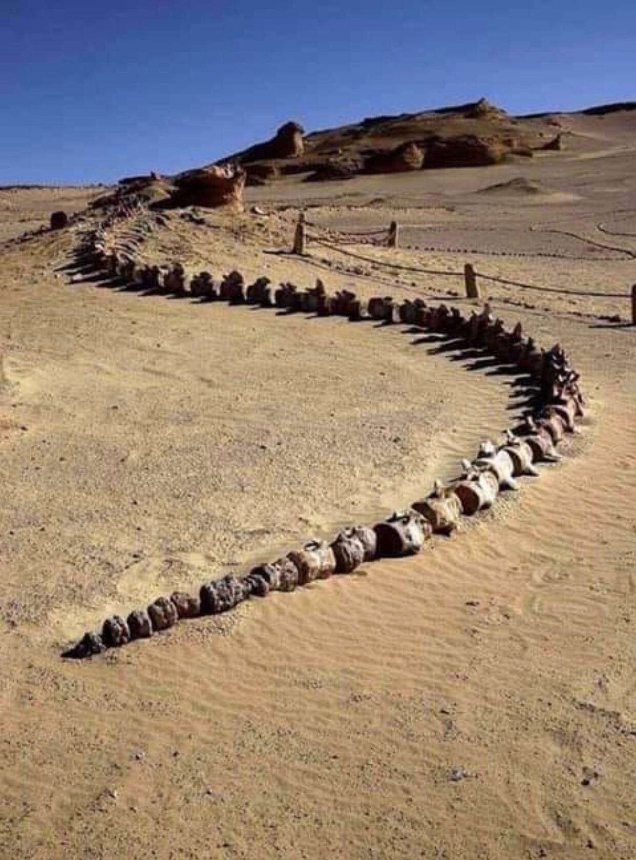 Prehistoric+Whale+Bones+found+in+Egyptian+Desert