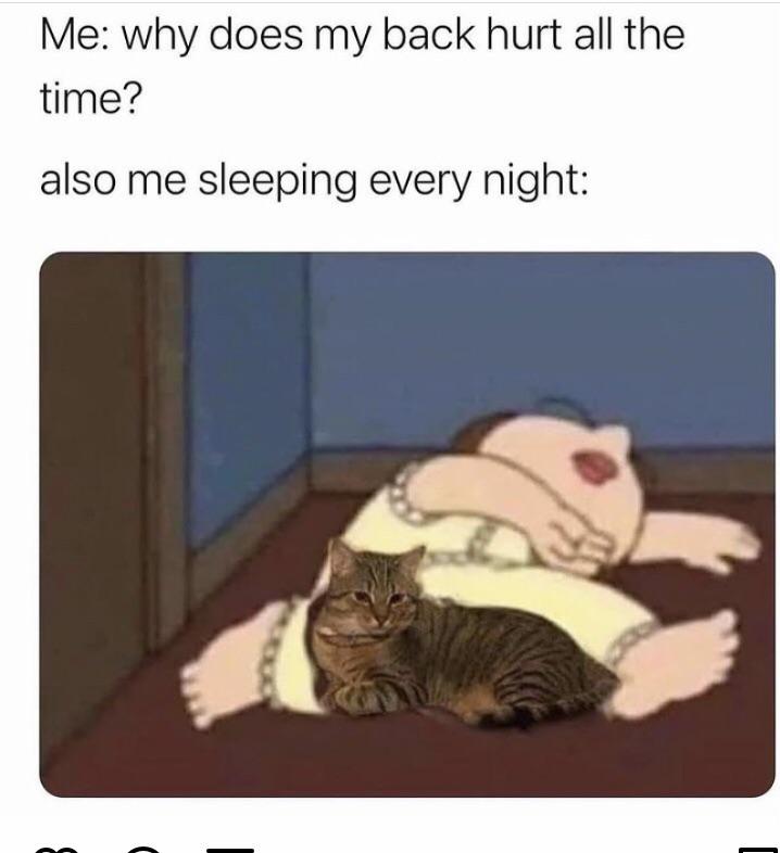 At+least+the+gato+is+comfortable.