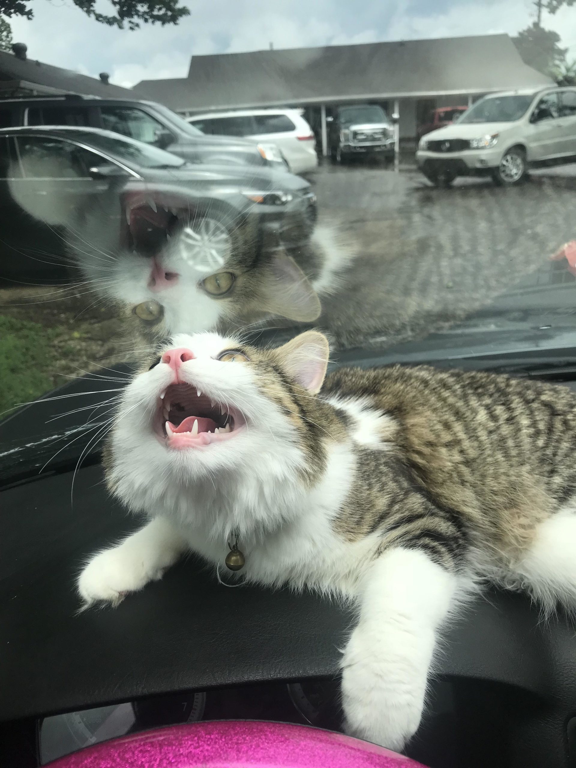 Good+boy+headed+to+his+forever+home