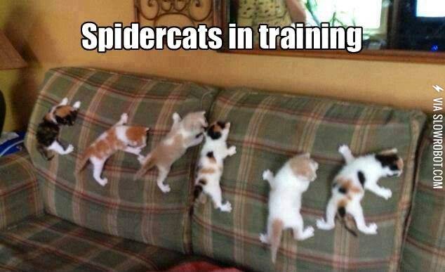 Spidercats+in+training.