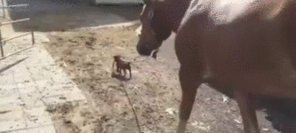 Just+a+puppy+taking+his+horse+for+a+walk