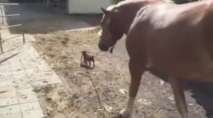 Just+a+puppy+taking+his+horse+for+a+walk