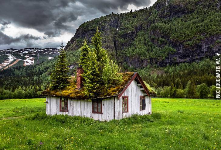 The+woods+in+the+cabin