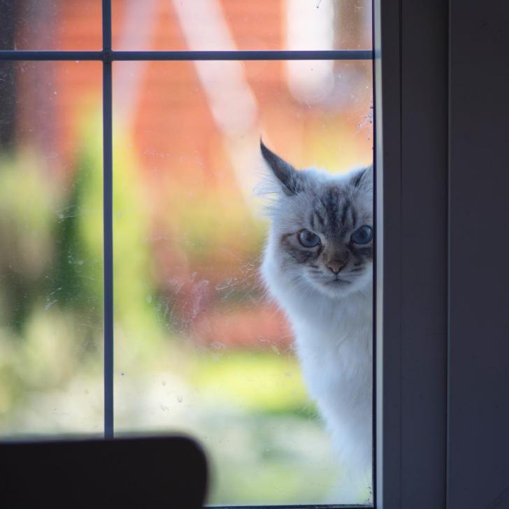 Who%26%238217%3Bs+that+sweet+kitty+in+the+window%3F