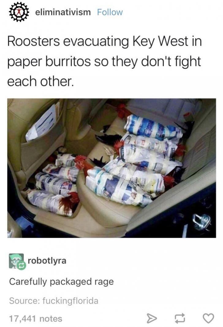 Rooster+burritos