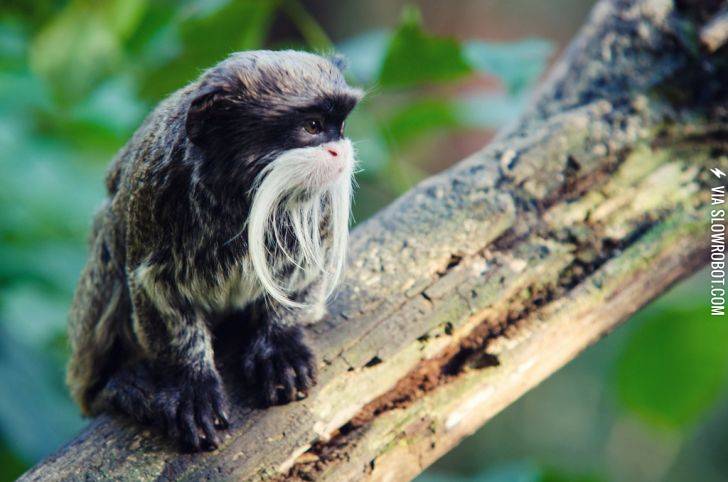 A+tiny+monkey+with+a+big+moustache%21