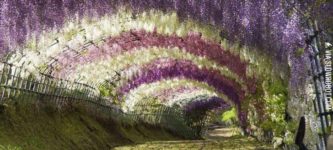 Wisteria+Flower+Tunnel%2C+Japan