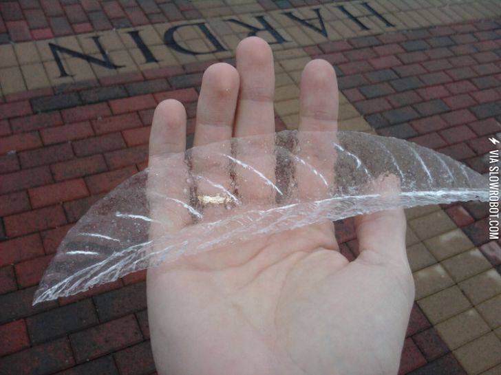 a+singular+piece+of+Ice+that+formed+on+top+of+a+magnolia+leaf