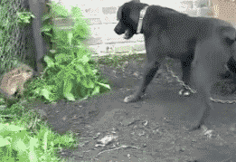 Mean+piglet+attacks+big+dog