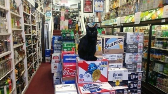 Welcome+weary+traveler%2C+which+elixirs+do+you+seek%3F