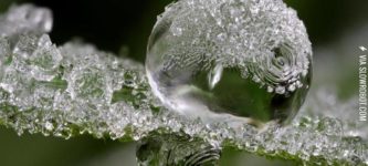 Frozen+dew+drops