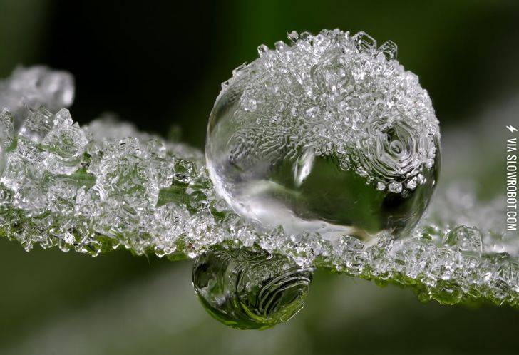 Frozen+dew+drops