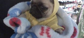 Pug+in+a+onesie