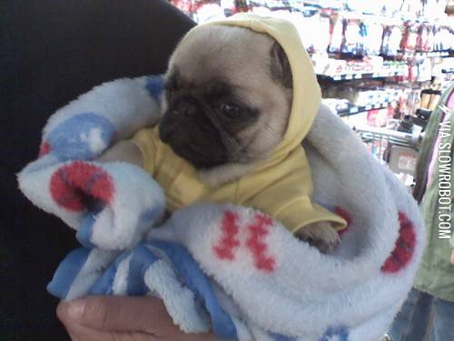 Pug+in+a+onesie