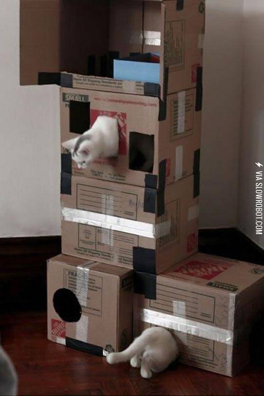 Just+A+Cat+Playing+Portal