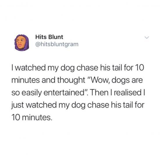 Dogs+are+so+easily+entertained
