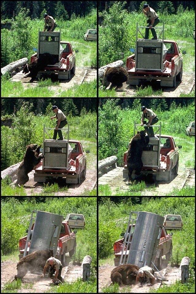 Bear+celebrates+being+released+back+into+the+wild+by+being+a+wild+bear