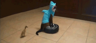 Cat+wearing+a+shark+costume+rides+a+roomba+while+duckling+takes+a+dump