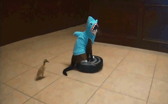 Cat+wearing+a+shark+costume+rides+a+roomba+while+duckling+takes+a+dump