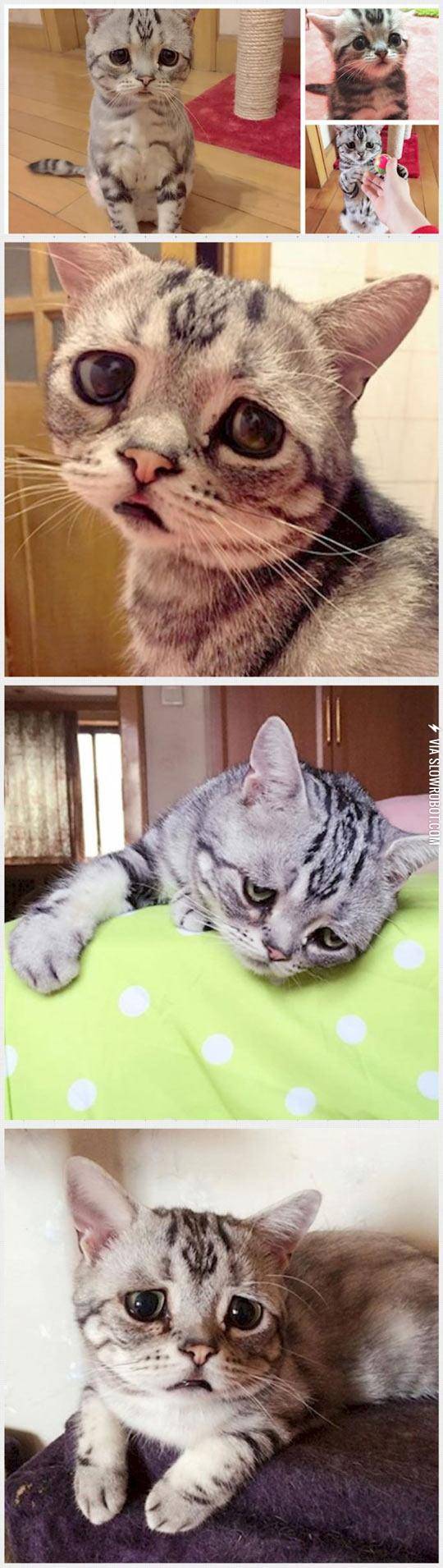 Luhu%2C+The+Saddest+Cat+In+The+World