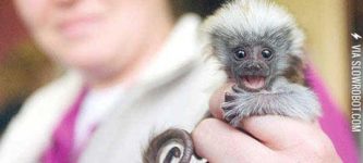 The+Tiniest+Monkey+I%26%238217%3Bve+Ever+Seen