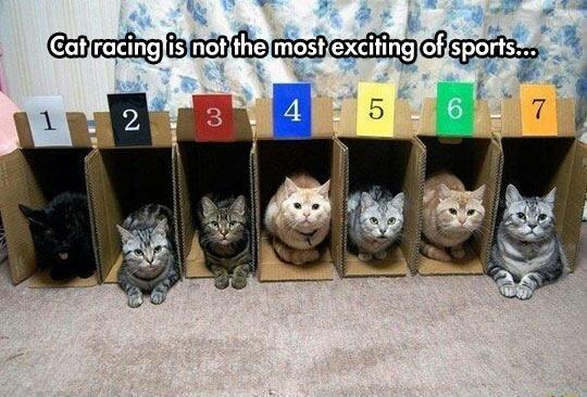 Cat+racing+is+going+nowhere