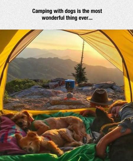 Camping+With+Dogs
