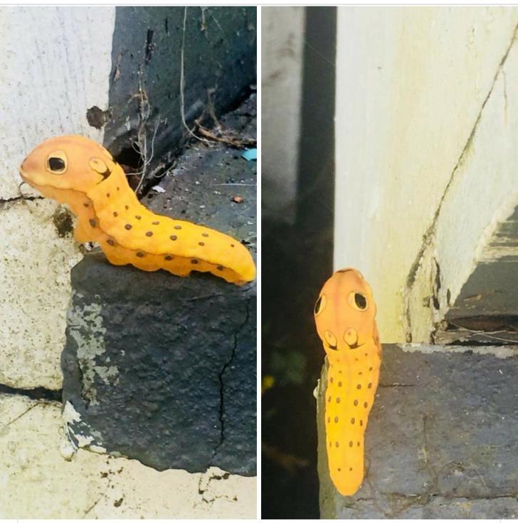 What+is+this+cutest+caterpillar+I+have+ever+seen+in+my+life%3F