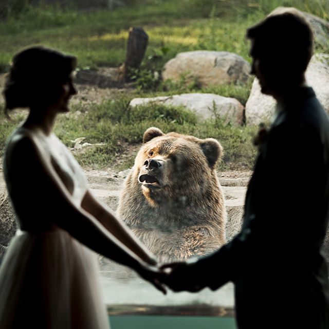 So+we+got+married+at+the+Zoo%2C+and+this+bear+had+an+interesting+first+look+reaction