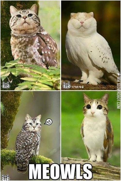 Meowls.