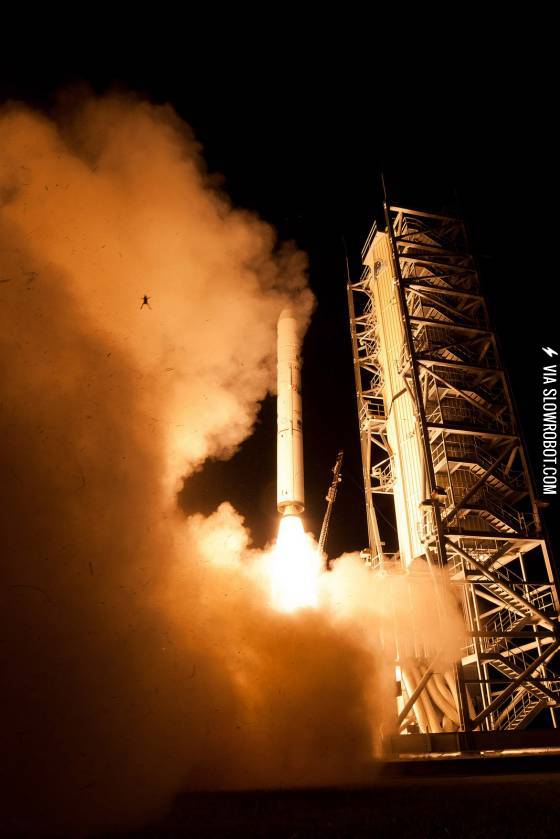 Frog+Immortalized+in+Most+Recent+NASA+Launch