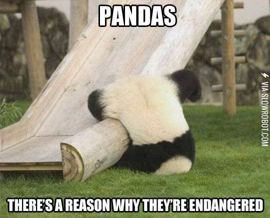 Pandas.