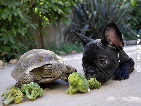 Broccoli+buddies