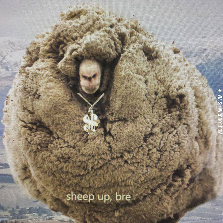 Sheep+up