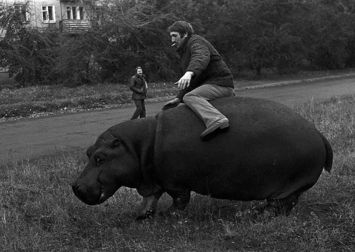 Guy+ridding+a+Hippo