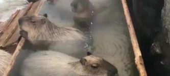 Just+some+capybaras+taking+a+hot+bath.